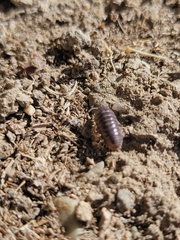 Armadillidium vulgare