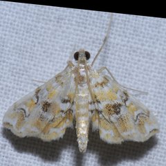 Elophila nebulosalis