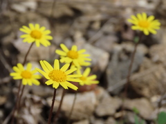 Jacobaea minuta