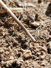 Armadillidium vulgare