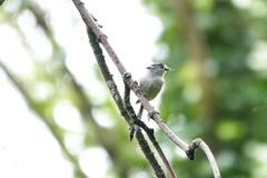 Aegithalos caudatus