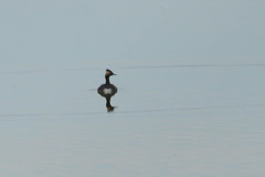 Podiceps nigricollis