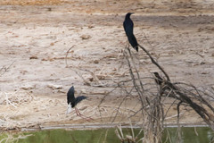 Himantopus mexicanus