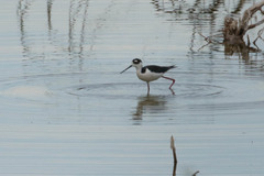 Himantopus mexicanus