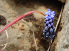 Muscari neglectum