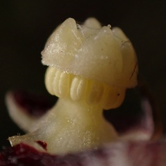 Aristolochia lutea