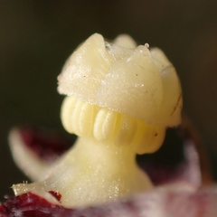 Aristolochia lutea
