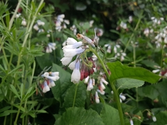 Symphytum × hidcotense