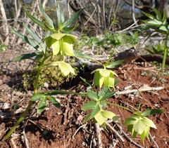 Helleborus multifidus istriacus
