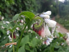 Symphytum × hidcotense