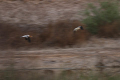 Recurvirostra americana