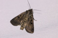 Parabagrotis