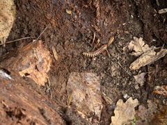 Pseudopolydesmus canadensis