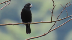 Sporophila crassirostris