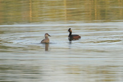 Podiceps nigricollis