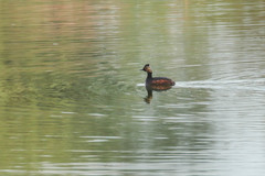 Podiceps nigricollis