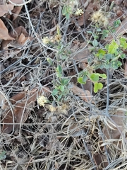Porophyllum punctatum