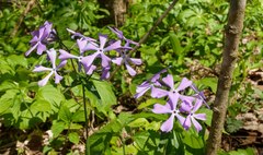 Phlox divaricata divaricata