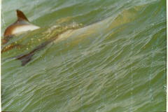 Cephalorhynchus commersonii