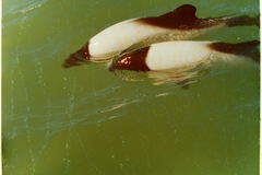 Cephalorhynchus commersonii