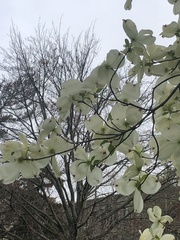 Cornus florida