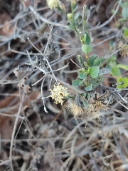 Porophyllum punctatum