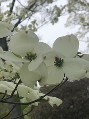 Cornus florida