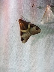 Melipotis fasciolaris
