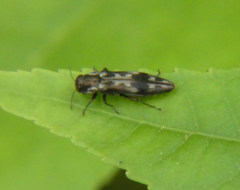 Agrilus lecontei