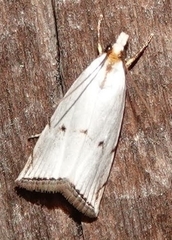 Argyria gonogramma