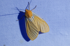 Pseudischnocampa