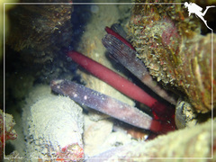 Phyllacanthus imperialis