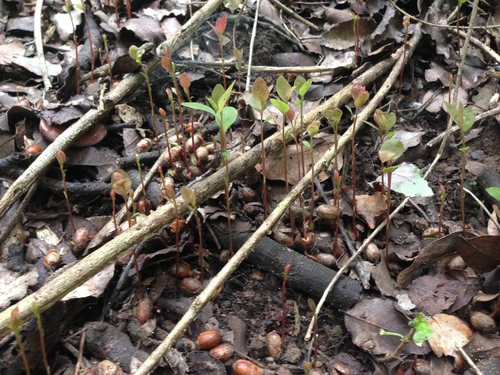 Cryptocarya alba