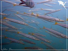 Sphyraena flavicauda