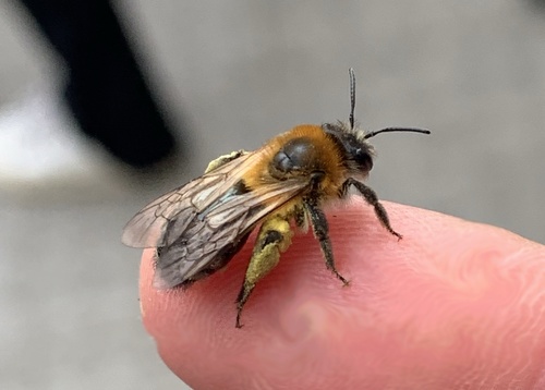 Grey-patched Mining Bee