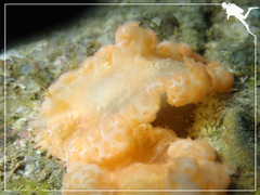 Tritoniopsis elegans