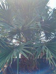 Washingtonia robusta