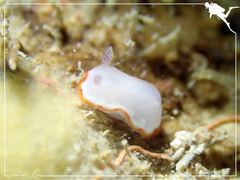 Goniobranchus rubrocornutus