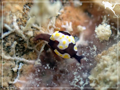 Colpodaspis thompsoni