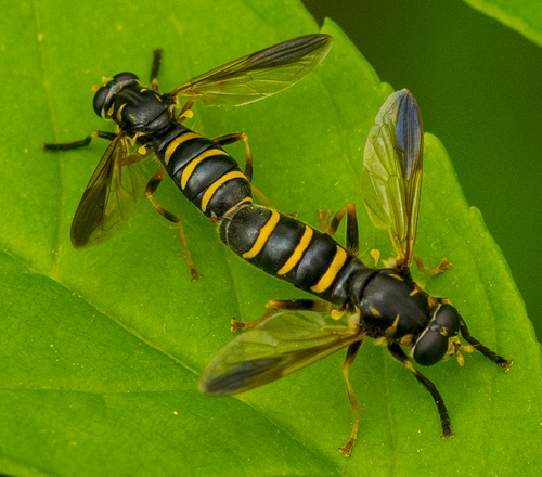 Temnostoma balyras (Walker, 1849)