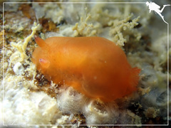 Dendrodoris fumata