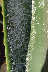 Duplachionaspis exalbida