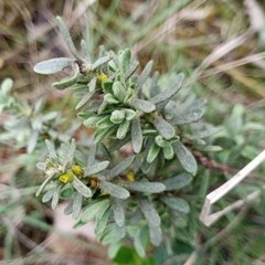 Thymelaea tinctoria