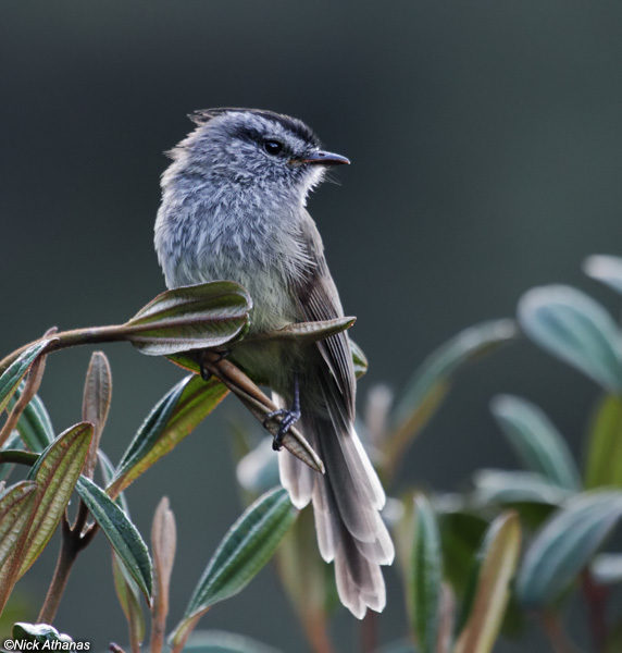 Unstreaked Tit-Tyrant (Uromyias agraphia) photo