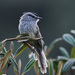 Agile and Unstreaked Tit-Tyrants - Photo (c) Nick Athanas, some rights reserved (CC BY-NC-SA)