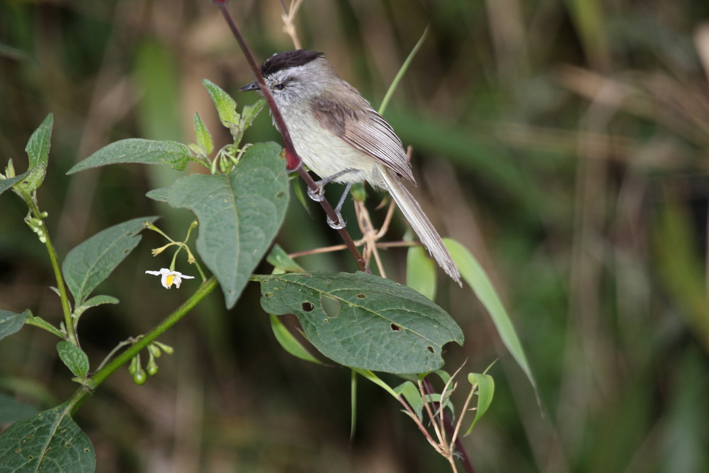 Chapman's Tit-like Tyrant
