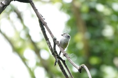 Aegithalos caudatus