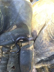 Plethodon electromorphus