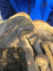 Plethodon electromorphus