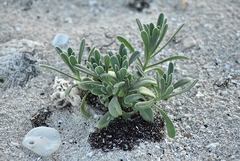 Tournefortia gnaphalodes